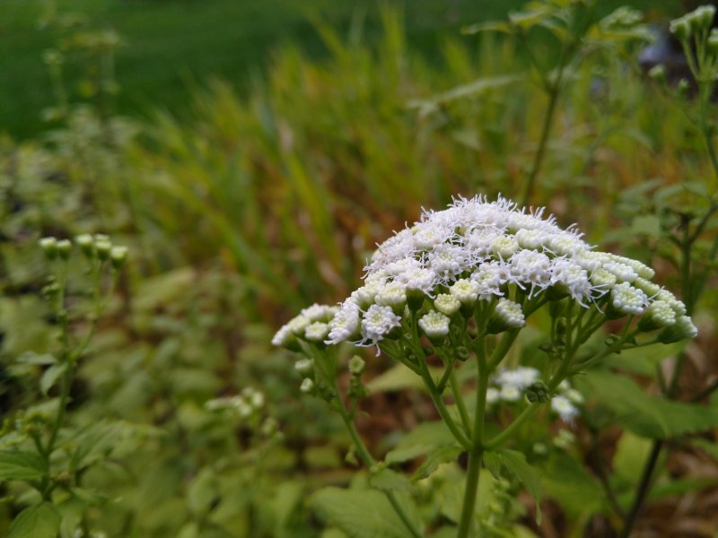 Ageratina altissima 'Lucky Melody' Посконник морщинистый